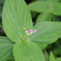 Spigelia anthelmia L.